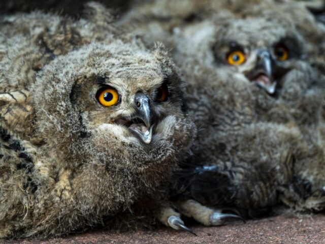 Arnhemse dierentuin opnieuw trekpleister voor wilde oehoes