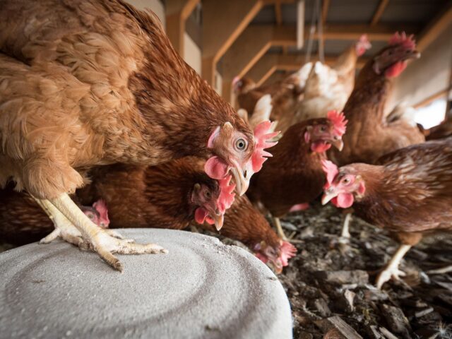 Doorbraak in strijd tegen vogelgriep: vaccineren verkleint kans op uitbraak drastisch