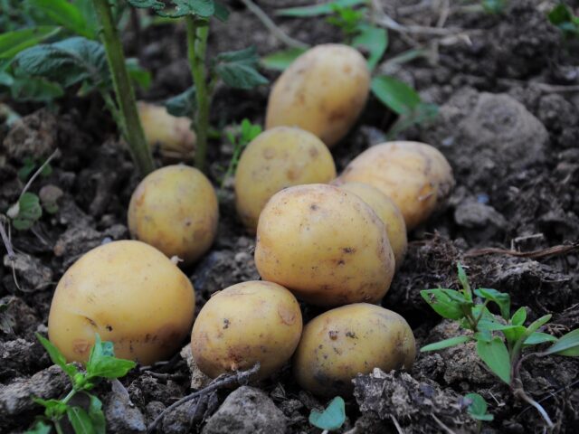 Het wereldwijde belang van de aardappel