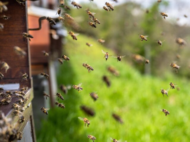 Over bijen, bloemen en de invasie van de hoornaar