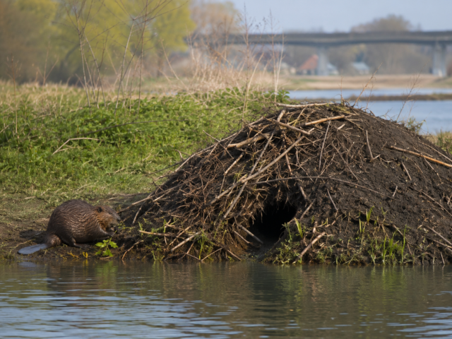 Het succes van de bever stelt Gelderland voor een nieuwe keuze