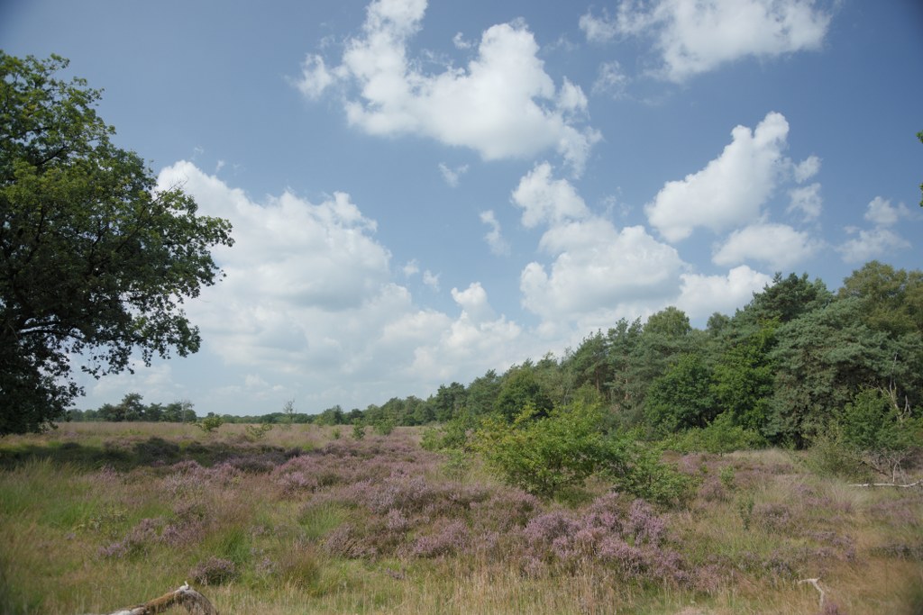 Wolfheser Heid