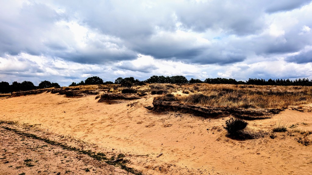 Gelderland trekt 10 miljoen euro uit voor herstel van verzuurde bosbodems op de Veluwe