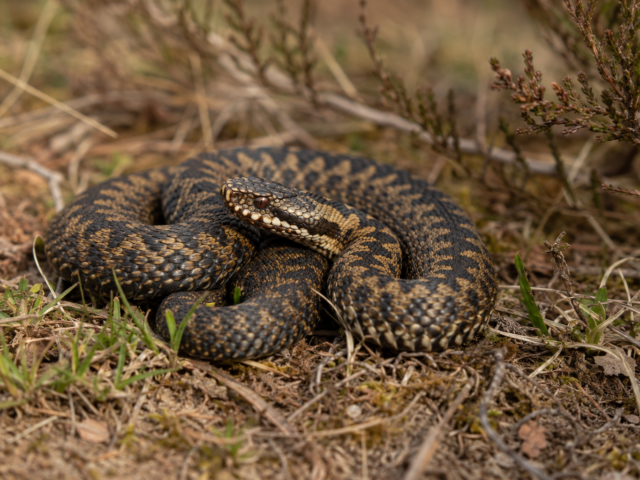 Adder Wolfhezerheide in de knel: kleine populatie raakt steeds verder ge&iuml;soleerd