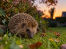 Egel