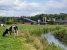 Afrarisch landschap, noeren, koeien