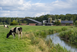 Afrarisch landschap, noeren, koeien