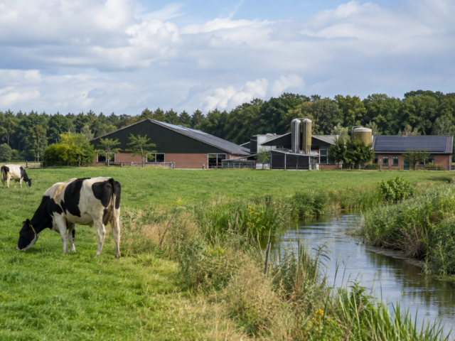 Hoeveel Gelderse boeren moeten verdwijnen? Nieuwe stikstofregels geven nog geen antwoord