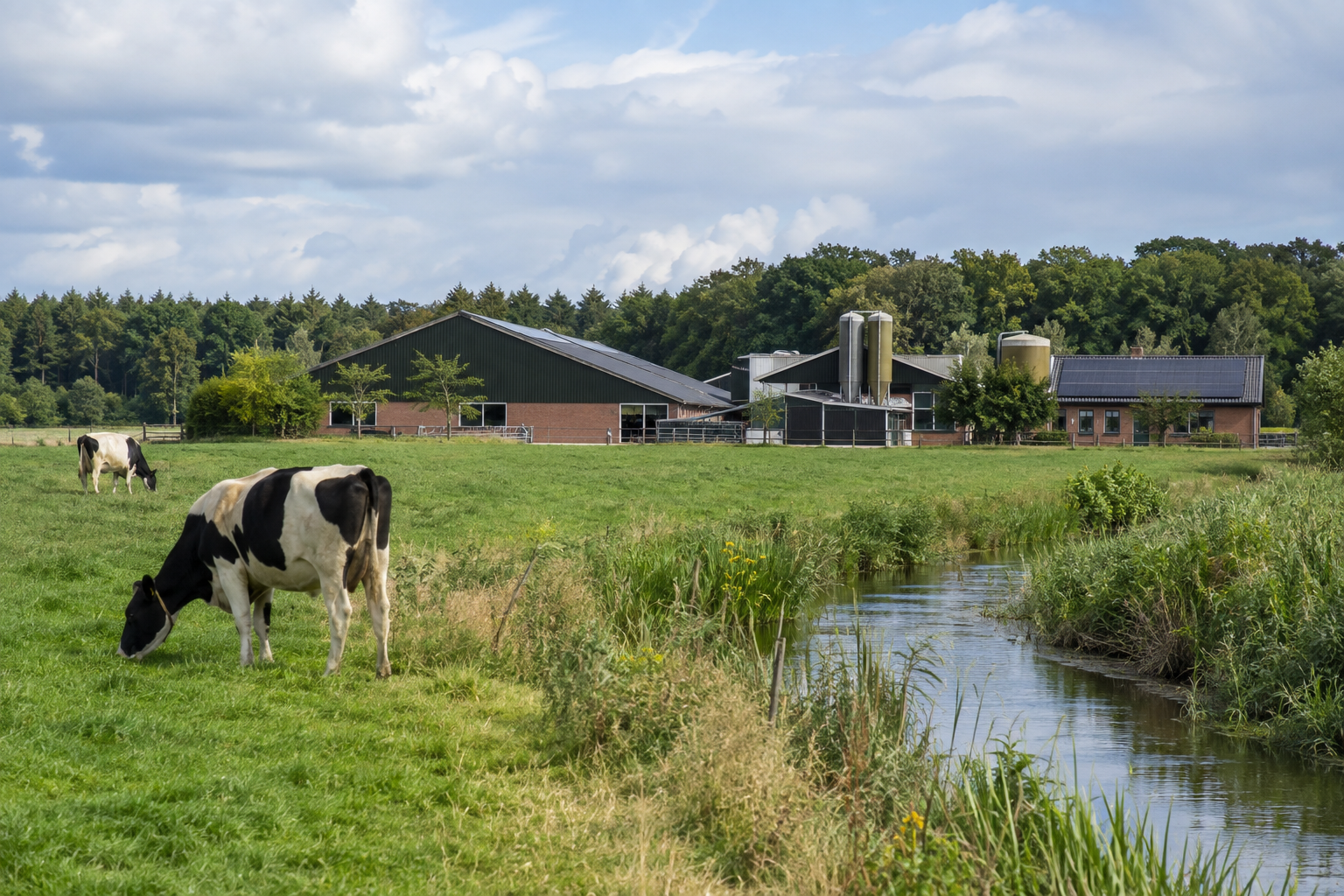 Afrarisch landschap, noeren, koeien