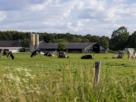 Gelderse veehouderij, landschap met boerderij en koeien