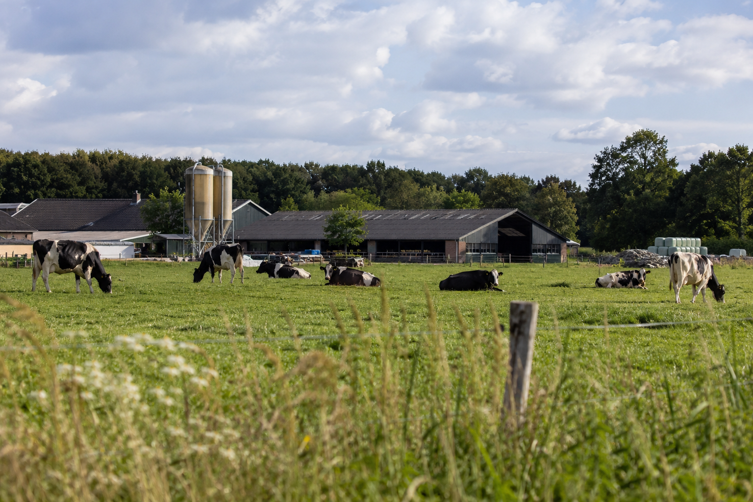 Gelderse veehouderij, landschap met boerderij en koeien