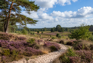 68 hectare nieuwe natuur bij Wolfheze moet Veluwse heidegebieden verbinden