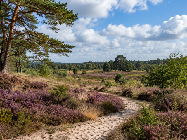 68 hectare nieuwe natuur bij Wolfheze moet Veluwse heidegebieden verbinden