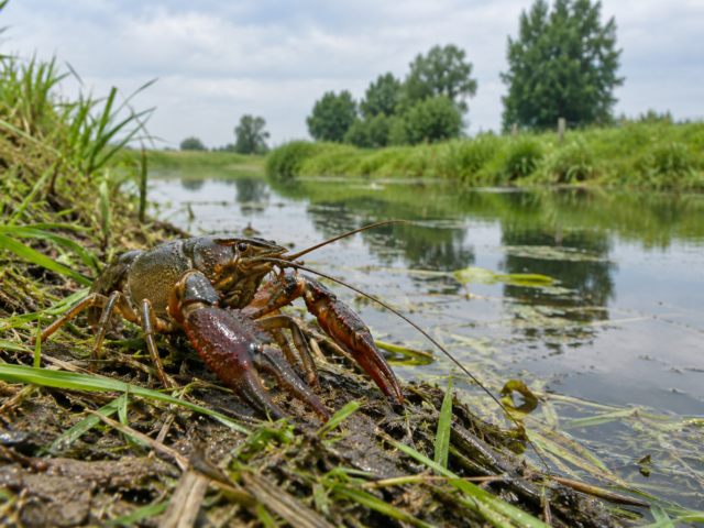 Waterschappen investeren miljoenen in bestrijding rivierkreeft, maar vragen om landelijke aanpak