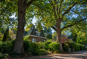 Besluit over kap twee eiken aan Balijeweg in Wolfheze komt dichterbij
