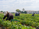 Arbeiders werken op boeren veld